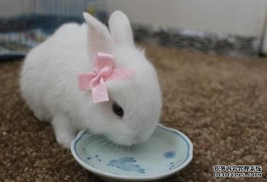 公主兔图片简介：公主兔老了的图片，公主兔多少钱一只