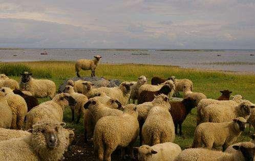 羊群效应是什么意思？羊群效应的危害与表现形式