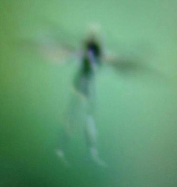 世界上有人拍到仙女：拍到带翅膀人形神秘小生物