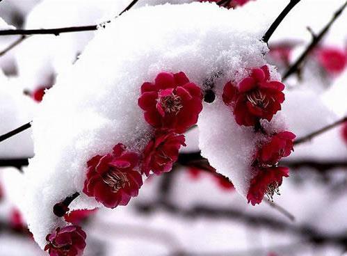 中国十大名花排名及花语：凌霜傲雪的梅花夺魁
