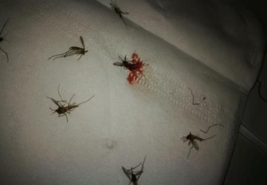 为什么蚊子喜欢在耳边飞：原来不是乱飞是因为这