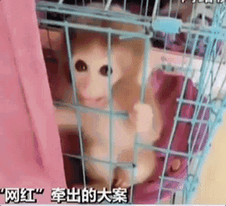 网红直播养猴牵出大案:35人被抓 20只猕猴死亡（图）