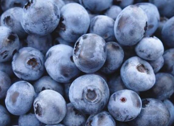 蓝莓的功效与作用禁忌：蓝莓一天吃多少为宜（图）