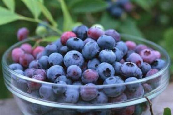 蓝莓的功效与作用禁忌：蓝莓一天吃多少为宜（图）