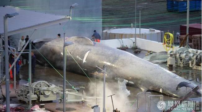 冰岛疑似捕杀蓝鲸：反捕鲸组织公布遭捕杀的蓝鲸照片
