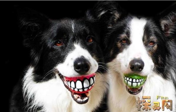 微笑狗恐怖原图：微笑狗原图片大全，微笑狗为什么吓人