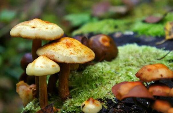 吃野蘑菇中毒身亡：母女3人食用野生蘑菇小女儿身亡