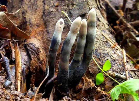 深山地底下伸出的“死人手指“,被称为“地狱之手”误食可致命死亡