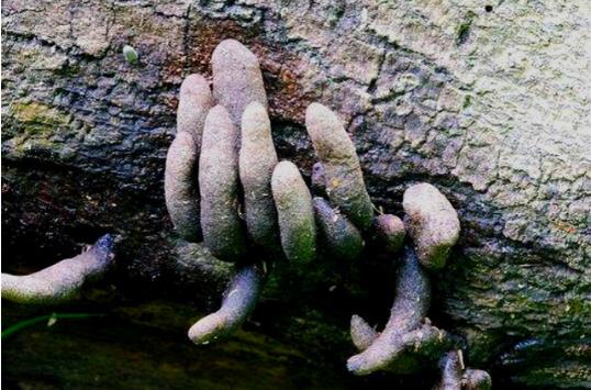 深山地底下伸出的“死人手指“,被称为“地狱之手”误食可致命死亡