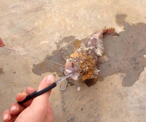 石头鱼图片简介：石头鱼有毒为什么能吃（图）