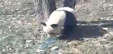 游客捡石砸大熊猫：如果熊猫被砸伤将追究法律责任