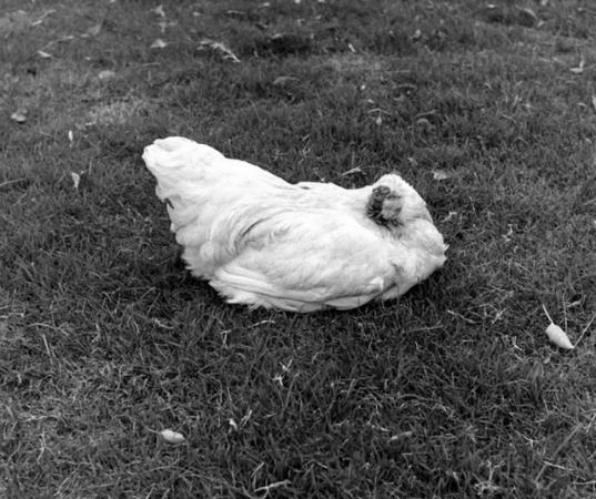 无头鸡图片：无头鸡未死原因，无头鸡的传奇故事