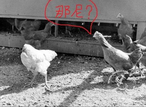 无头鸡图片：无头鸡未死原因，无头鸡的传奇故事