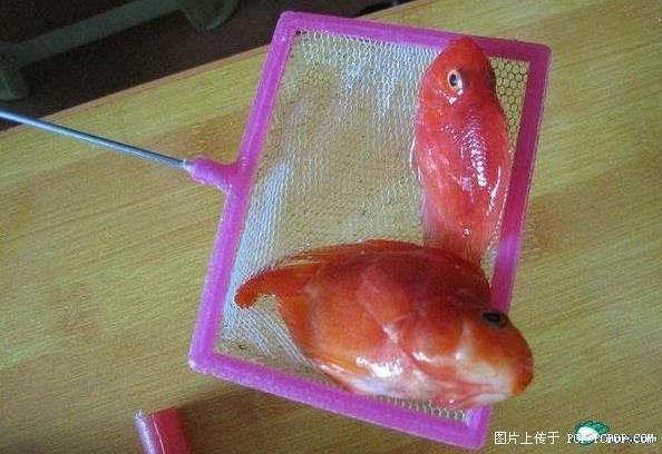 虐鱼女图片：虐鱼女烤金鱼给爱的人吃全过程