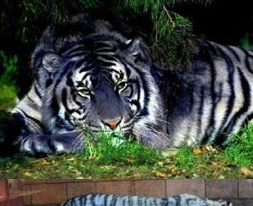 黑蓝虎图片：传说中的动物黑蓝虎存在吗？