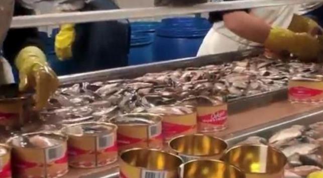 鲱鱼罐头狗吐了的视频：浇到屎上，狗都吐了！