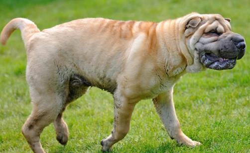 什么狗最丑？世界十大最丑的宠物狗盘点（图）(2)