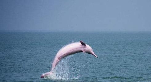 粉红瓶鼻海豚首次被发现：真的是可爱之极