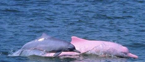 粉红瓶鼻海豚首次被发现：真的是可爱之极