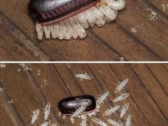 蟑螂卵多久能孵化