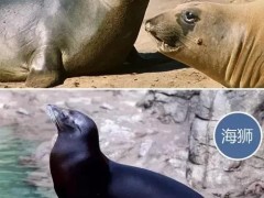 海狮和海豹有什么差距
