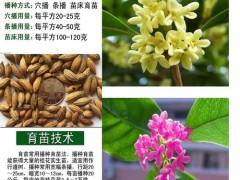 关于桂花树种子的介绍