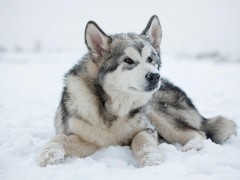 雪橇犬（雪橇犬巴克）