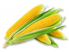 玉米图片（水果玉米图片）