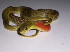 红竹蛇