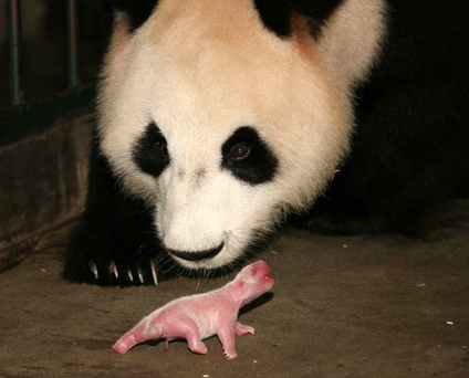 熊猫新生儿体重仅仅是它母亲体重的0.1%