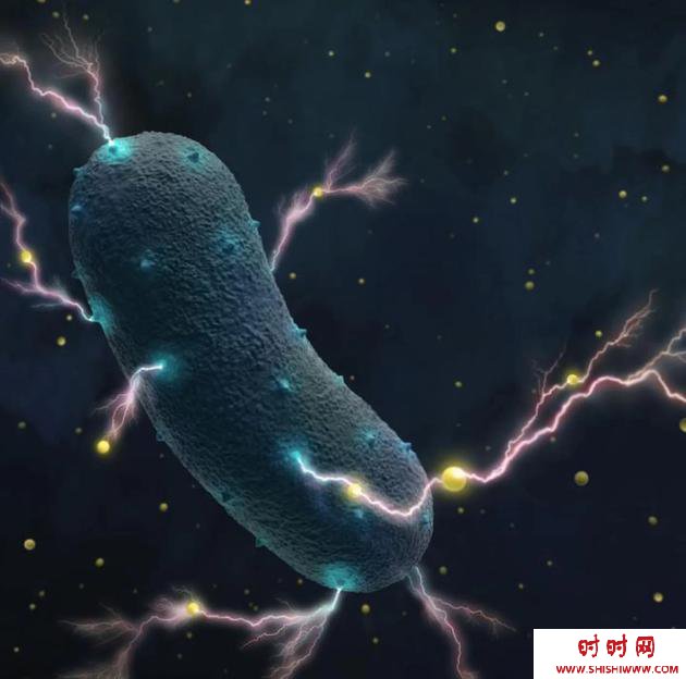 人体肠道细菌能够“发电”（图）